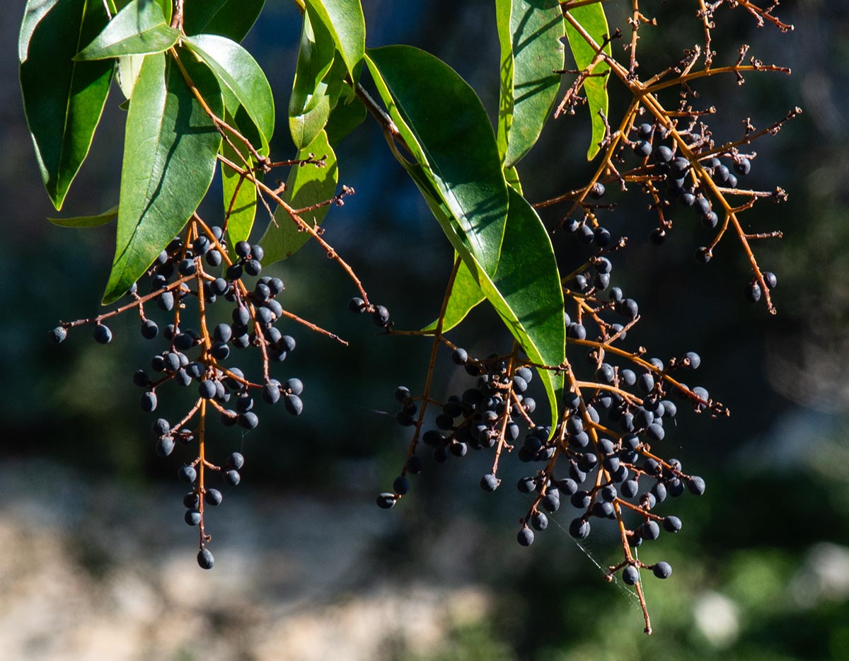 reife, blauschwarze Früchte reife Früchte